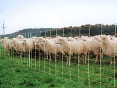 Recinto in rete per pecore combinato